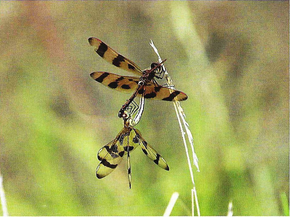 Water Quality Report 2025 Dragonflies